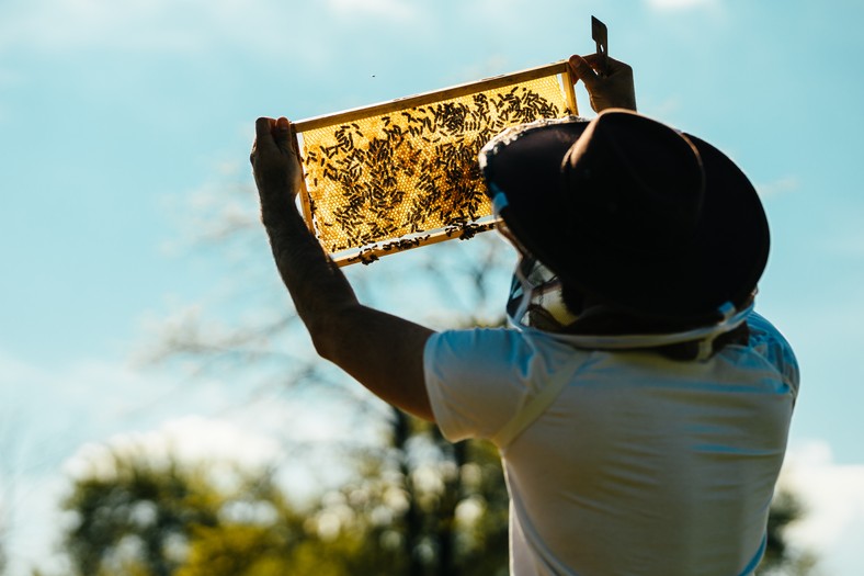 Beekeeper. Illustrative photo
