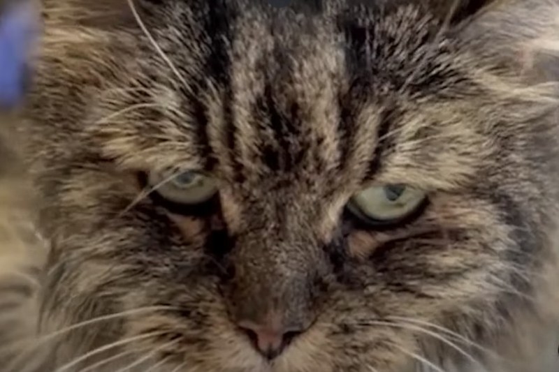 Photo a cat survived after a 115 -meter fall that was fatal to her two masters
