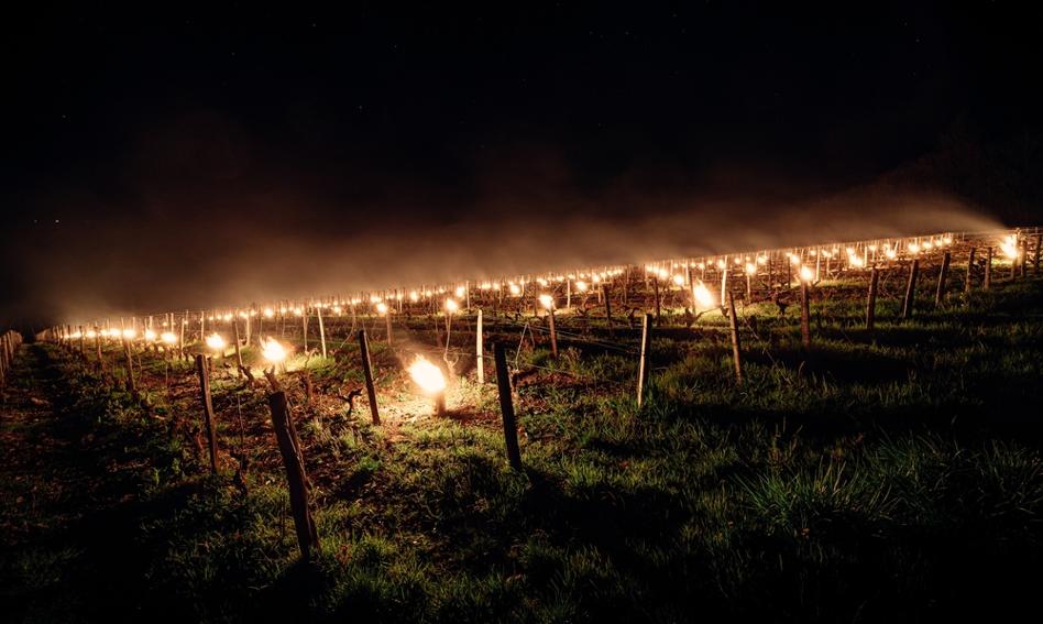 More and more wine producers in Poland. Vine growers also