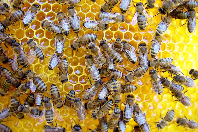 Putin and microplastics threaten bees survival. And Romania is shown with your finger