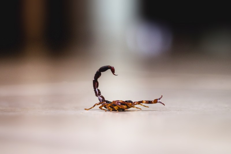 The big cities on an entire continent, invaded by Scorpions. The rate of sting has increased by 250% in nine years