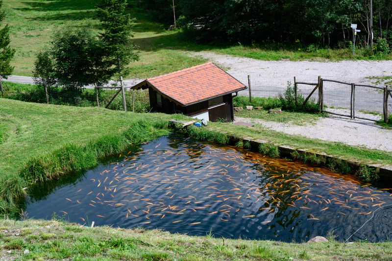 A businessman from Buzau illegally built a dam, to have a lake near his pension. What followed