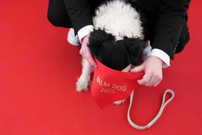 Video Cannes 2025: The Palme Dog trophy was given to Panda, a dog from the Icelandic shepherd breed