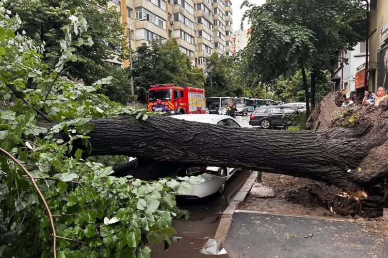 The mayor of Sector 2 criticizes the General City Hall, after the fall of a tree on a car in Bucharest: 