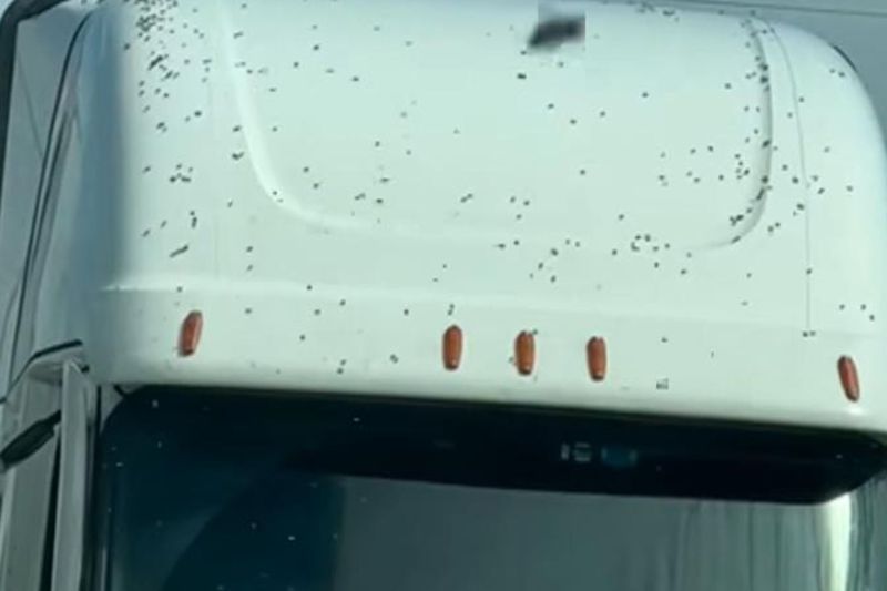 Video hundreds of millions of bees are free after the TIR carrying them has overturned. Beekeepers are trying to catch them