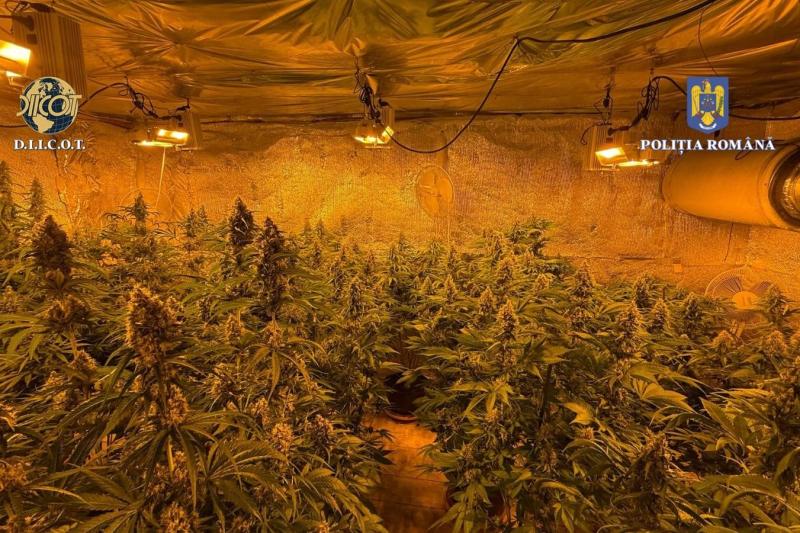 Video 44 cannabis pots, discovered in a man's house in Vâlcea