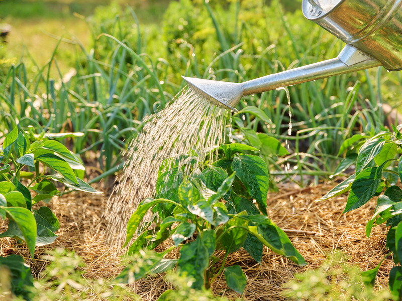 In June, dissolve this in water - and collect a generous crop of pepper. Recipe for effective top dressing 