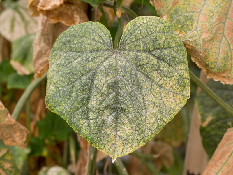 Process the spider mite with this - and cucumbers will bear fruit for a long time and abundantly. Verified method