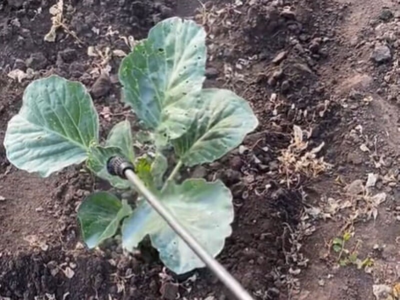 This recipe from Toktok will help get rid of whiteflies. The main thing is to process cabbage at the end of the day