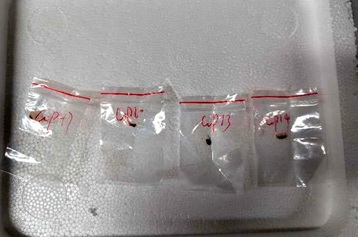The fungus was illegally introduced into the US in the backpack of a Chinese photo scientist: X