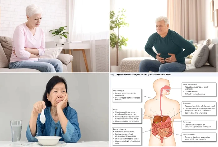 Collage Images related to digestive problems that intensify as we get older DMS