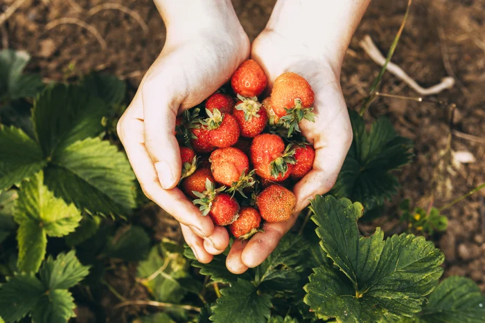 Strawberries. Photo: freepik.com