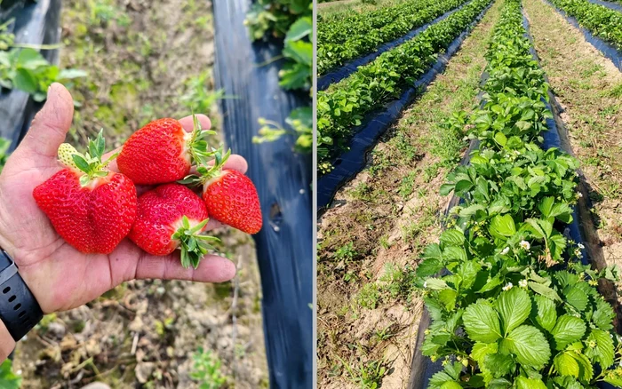 Strawberry plantations in Halmeu. Photo: Halmeu strawberries, facebook