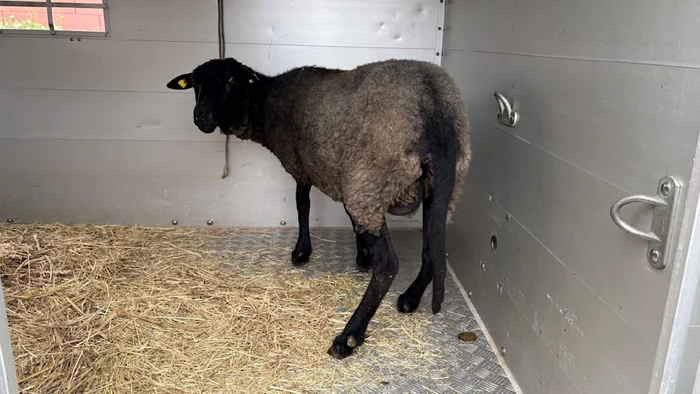 A single sheep was saved photo: Berlin police
