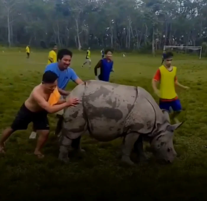 The rhino did not leave the football field. Video capture