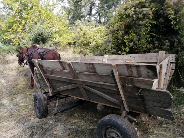 The incidents that occurred in wood cut are common. Photo Archive Local Police Slatina