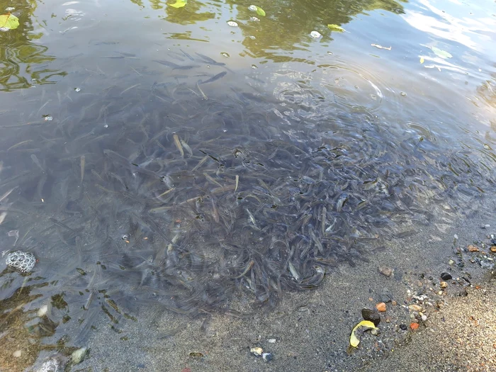 The fish from Târnava Mică die. Photo: FB-László Szakács