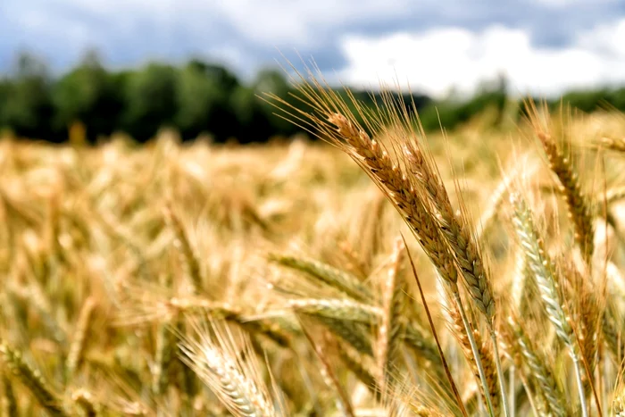 Wheat chain. Photo: Shutterstock