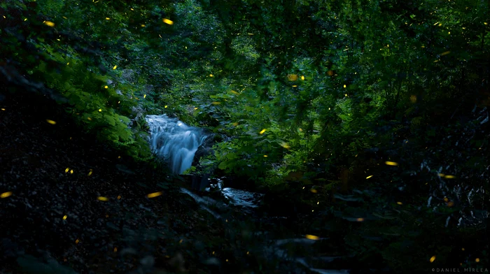 The Licuricii from Oltenia under the mountain surprised by a Vâlcean photographer Daniel Mîrlea