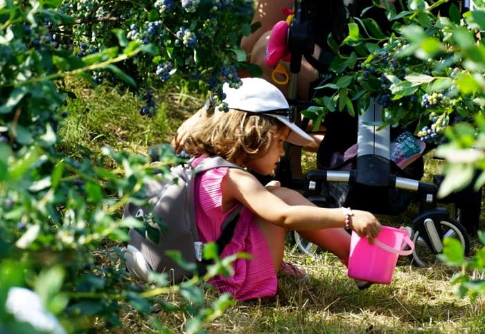 The blueberry culture is profitable, and the fruits, appreciated. Photo Institute of Research Mărăcineni