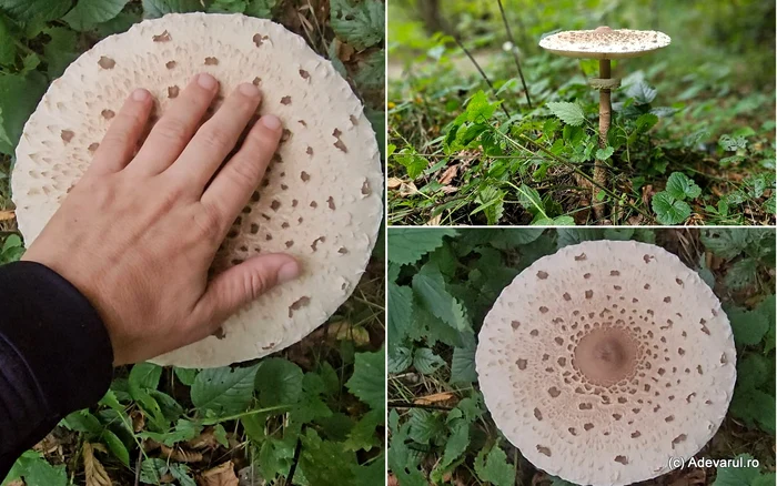 The snake hat, one of the mushrooms appreciated by Romanians. Photo: Daniel Guță. TRUTH