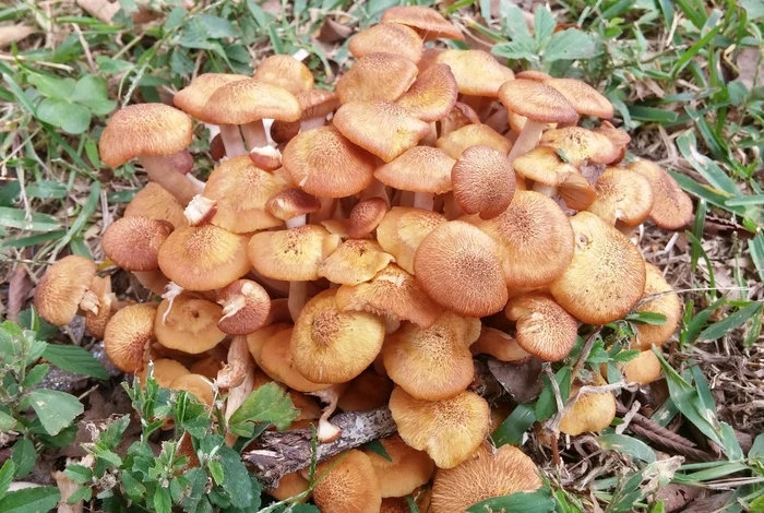 Edible mushrooms. Photo: Romsilva