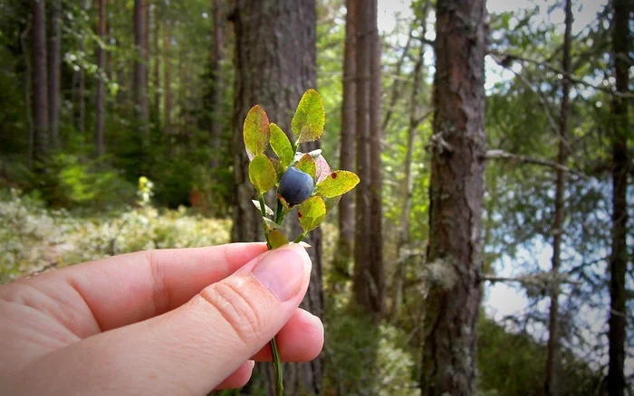 Blueberries. Photo: pixabay.com