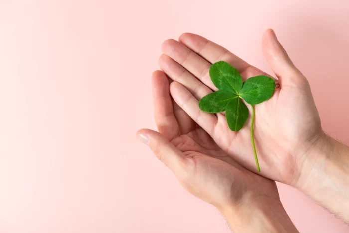 two hands, a four -leaf clover