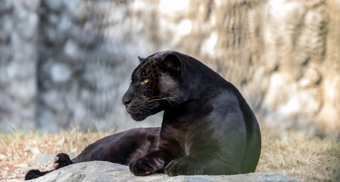 Bulgaria is on alert after a black silhouette, possibly a panther, photo was filmed: X