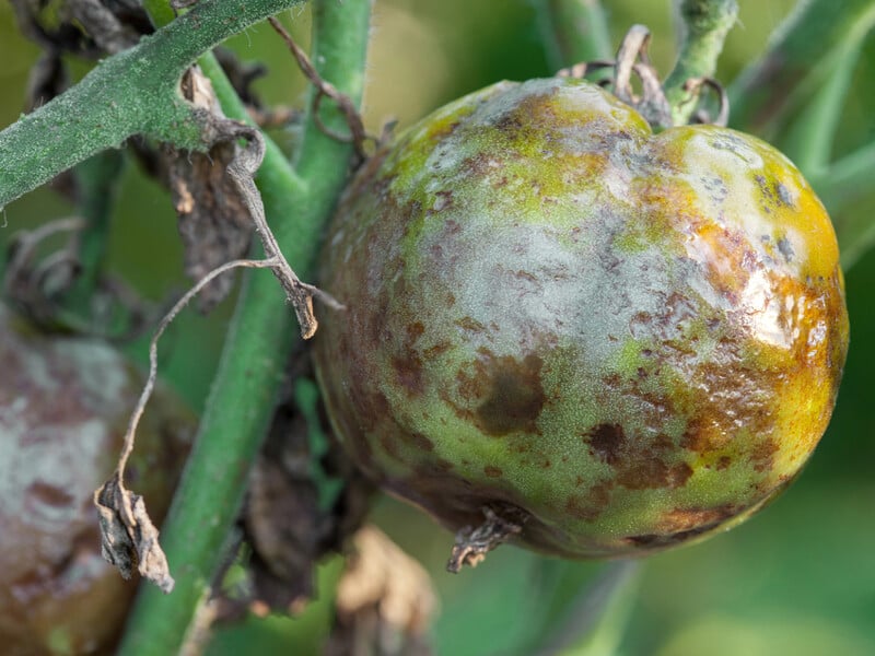 These two ingredients from the kitchen are guaranteed to destroy the late blight on tomatoes