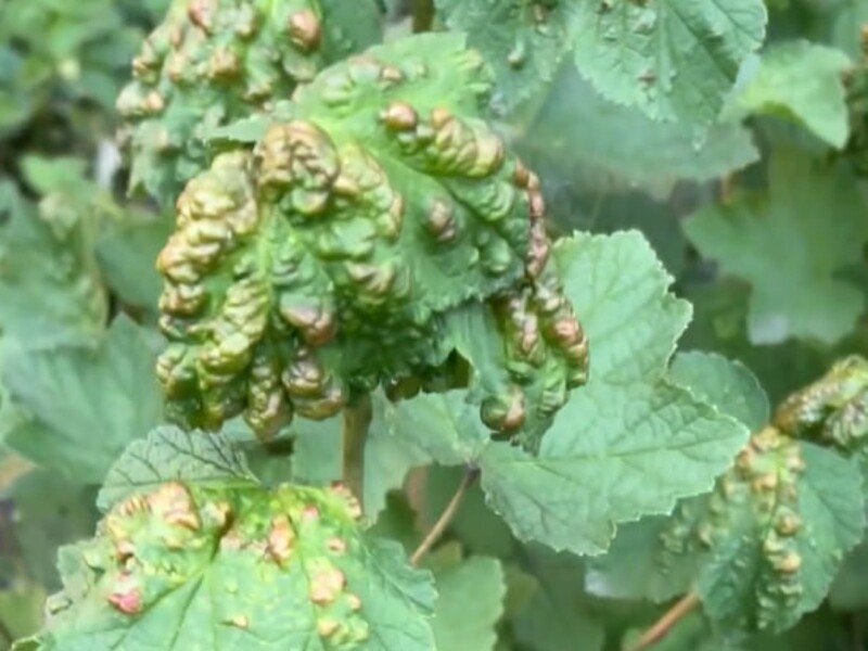 Experienced gardeners use this drug to combat aphids and collect a generous crop crop