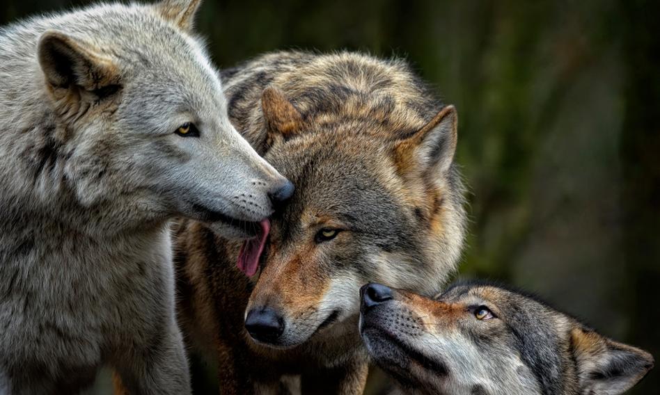 Wolves, however, to shoot. EU countries have agreed to change the status of the protection of these animals