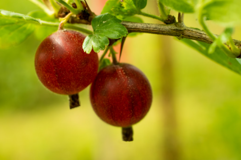Gooseberries are at risk: 5 proven ways to protect berry bushes from ...