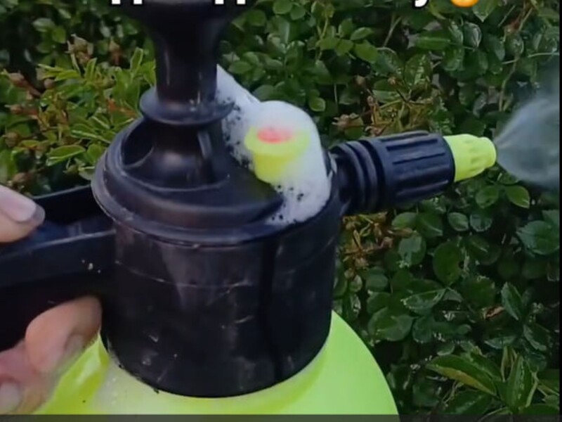 The florist called a simple remedy that will protect roses from powdery mildew. A recipe for a solution without chemistry