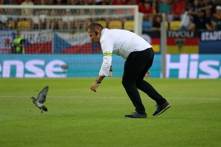The moment an official appears on the lawn to remove the suffering bird / photo: Ionuț Iordache (GSP)