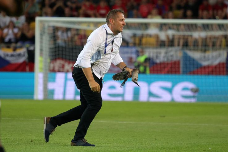 The moment an official appears on the lawn to remove the suffering bird / photo: Ionuț Iordache (GSP)