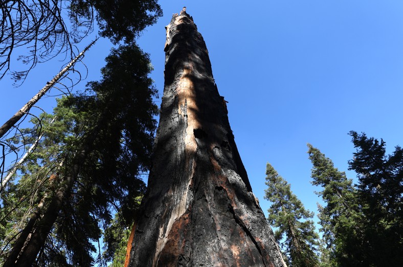 Burned in 2022 in the California Sekwoja National Park, the highest species of tree in the world
