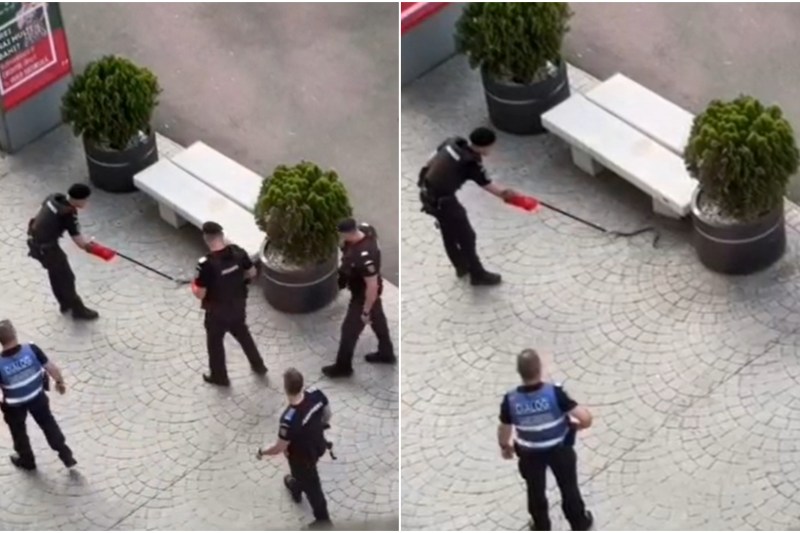 Video panic in Victoriei Square after a snake was found. Intervention of the gendarmes