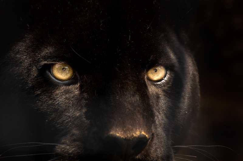 Panic, misinformation and jokes in Bulgaria, after the presence of an alleged panther in a park has been reported