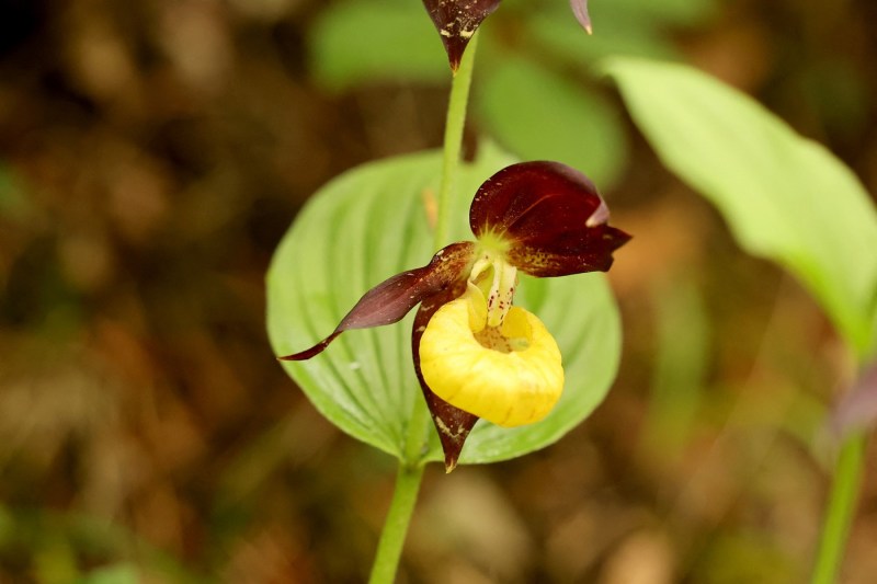 Rare orchids in the UK, again observed in nature after almost a century