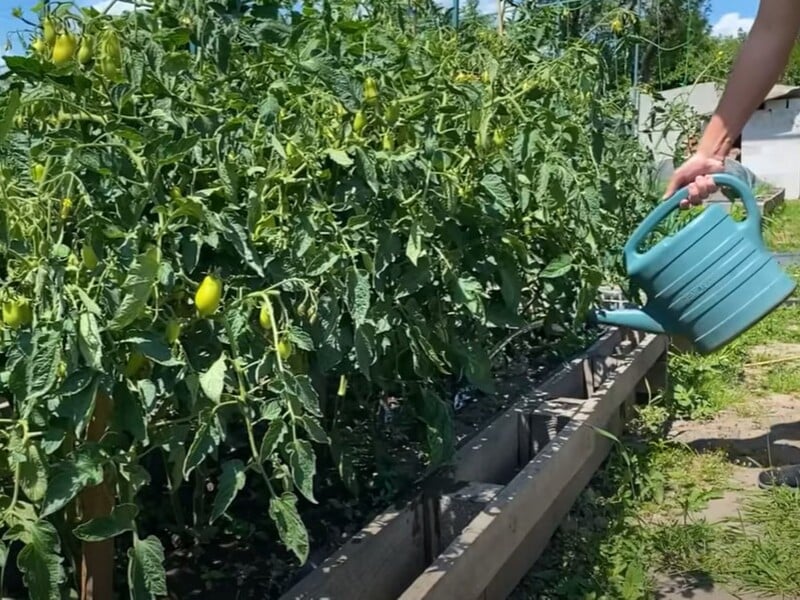 The secret of delicious tomatoes is in this top dressing. Pour the tomatoes in July to collect a record crop