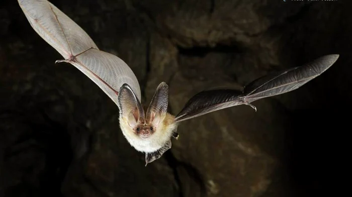 A man died after being bitten by a bat in Australia Photo: Archive