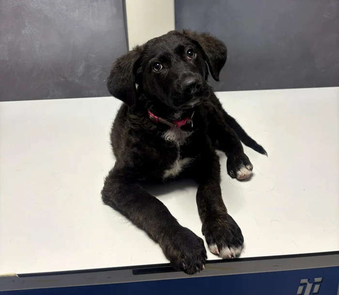 The dog had several photo contusions: Romanian Police