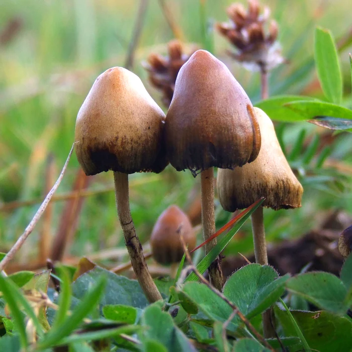 Psilocybe mushrooms photo wikipedia
