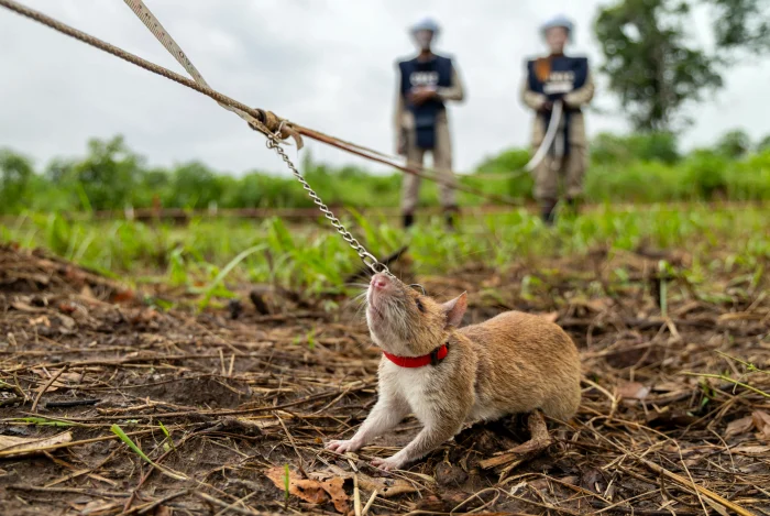 Rats tied with a chain of a rod handled by a man so the rat to detect TNT
