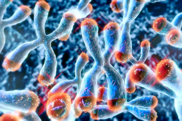 Telomere illustration, protective lids from the heads of photo chromosomes Getty Images/Harvard Edu
