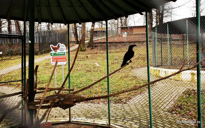 The Corbul from the Hunedoara Zoo. Photo: Daniel Guță. TRUTH