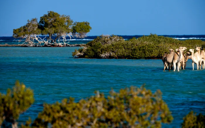 Camels in the Red Sea, in Egypt, at Marsa Alam Photo Adevărul archive