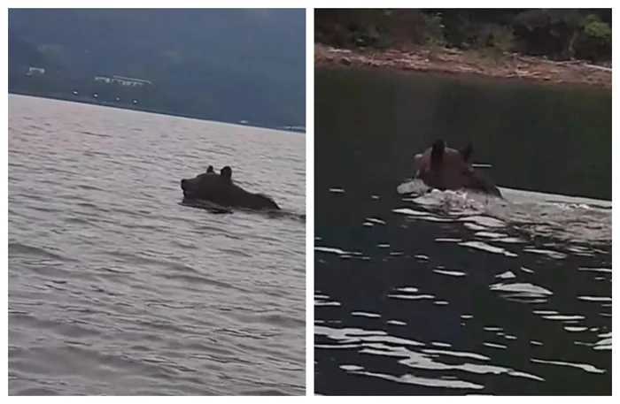 The animal was filmed while swimming quietly. Photo video capture
