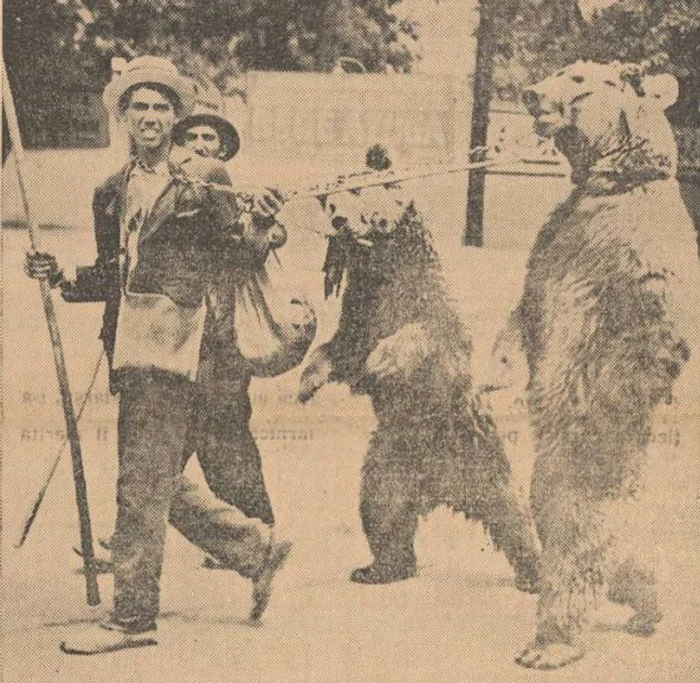 The bears, worn in chains on the streets, in full heat. Source: Romania Capital, 1939